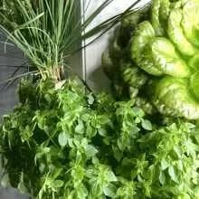 FrugalTec dein vertikaler Garten für Zuhause, nachhaltig Gemüse anbauen und selbstversorgen