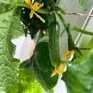 Vertikaler Garten für Zuhause – Frische Lebensmittel das ganze Jahr