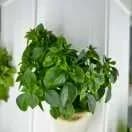 FrugalTec dein vertikaler Garten für Indoor oder Outdoor, Selbstversorgung frische Lebensmittel