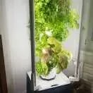 Effiziente Lösungen für den Gemüseanbau in der Stadt