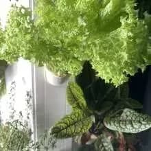 FrugalTec - dein Selbstversorgungs-Gemüsegarten für Zuhause