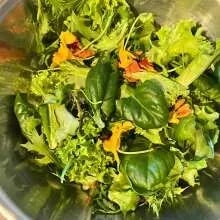 Frische Salate und Kräuter zuhause anbauen - Selbstversorgung leicht gemacht