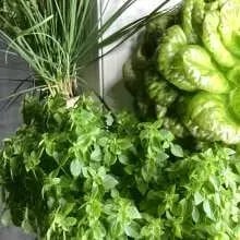 Effiziente Indoor-Systeme für ganzjährige Ernte bestellen