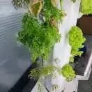 Eigener Salatgarten für Zuhause - Nachhaltig und innovativ