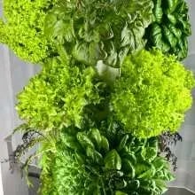 Vertikale Gartensysteme für nachhaltigen Salatanbau